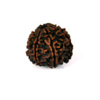 7 Mukhi
