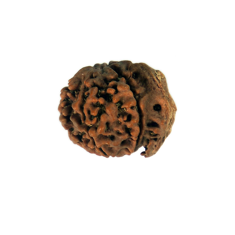 6 Mukhi
