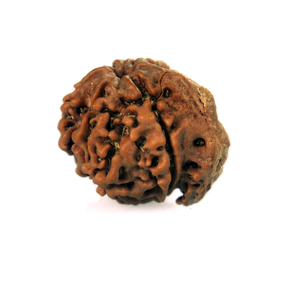 6 Mukhi
