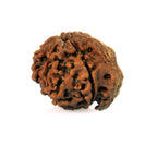 6 Mukhi