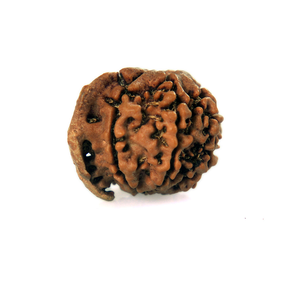 6 Mukhi