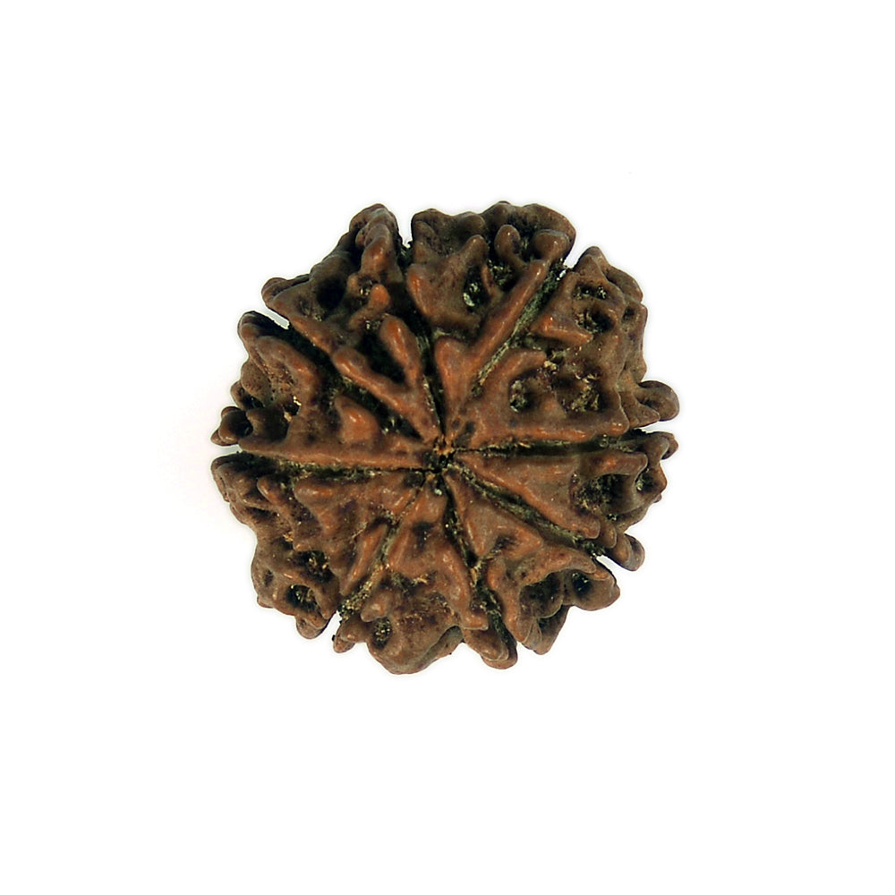 8 Mukhi