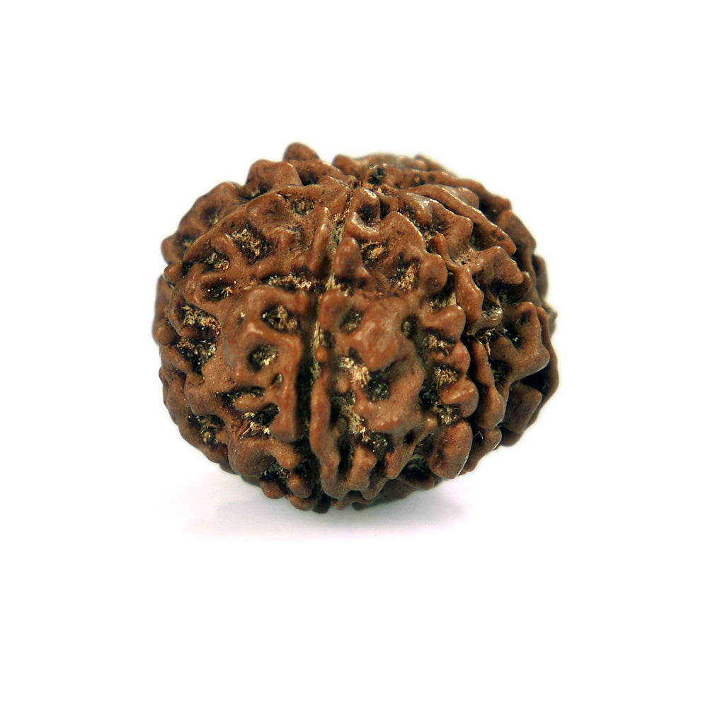 8 Mukhi