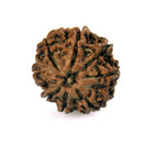 8 Mukhi