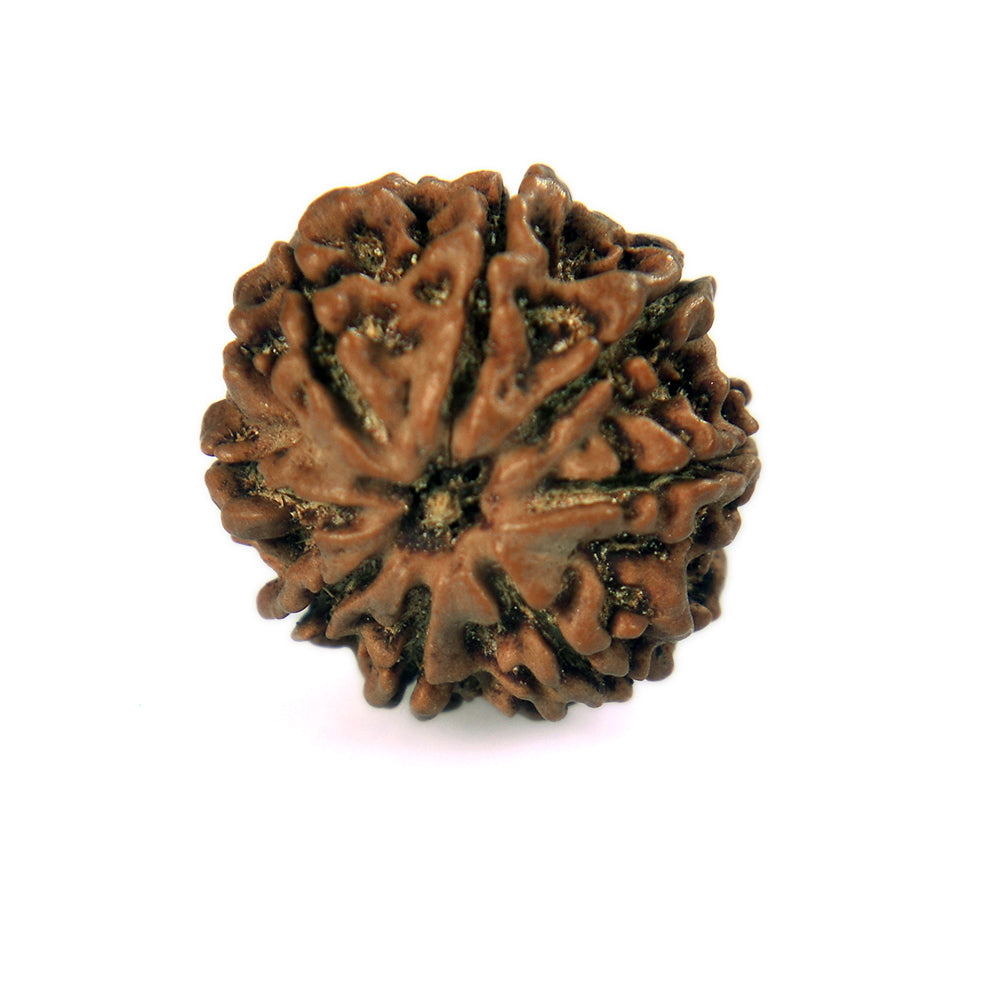 8 Mukhi