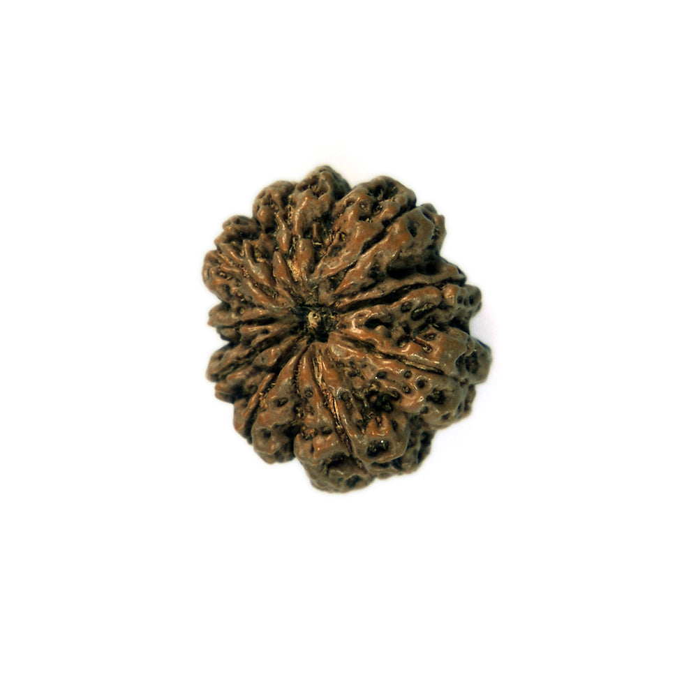 9 Mukhi