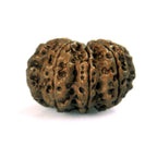9 Mukhi