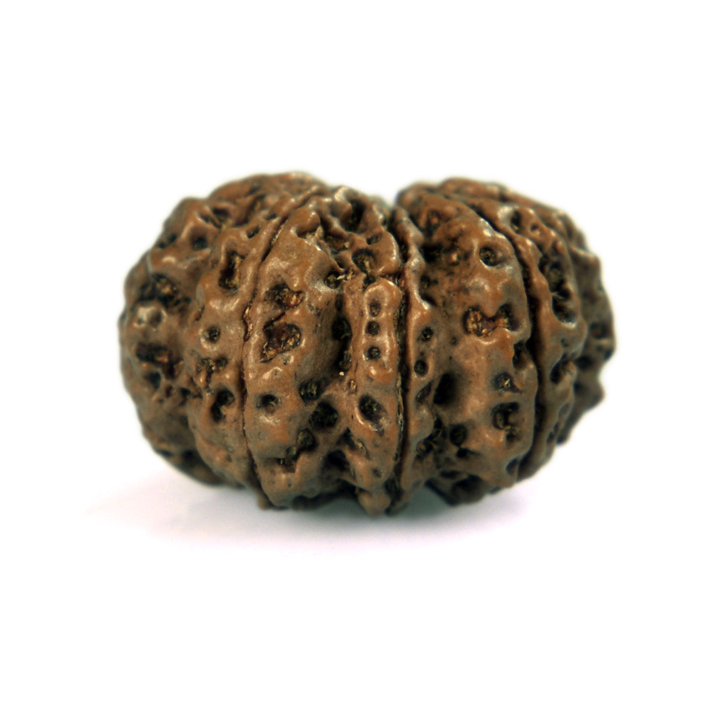 9 Mukhi