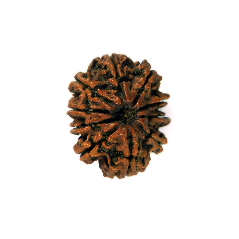 10-Mukhi