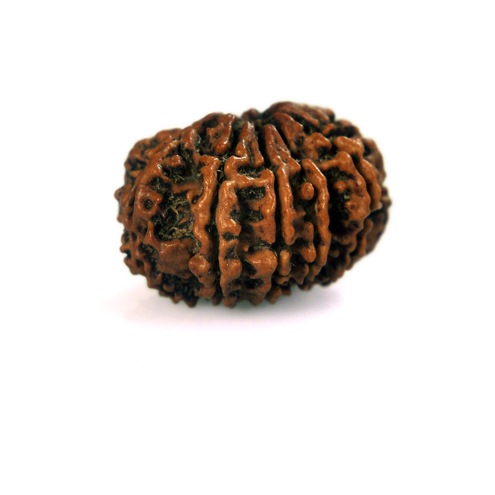 10-Mukhi