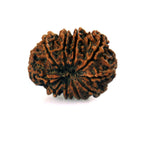 10-Mukhi