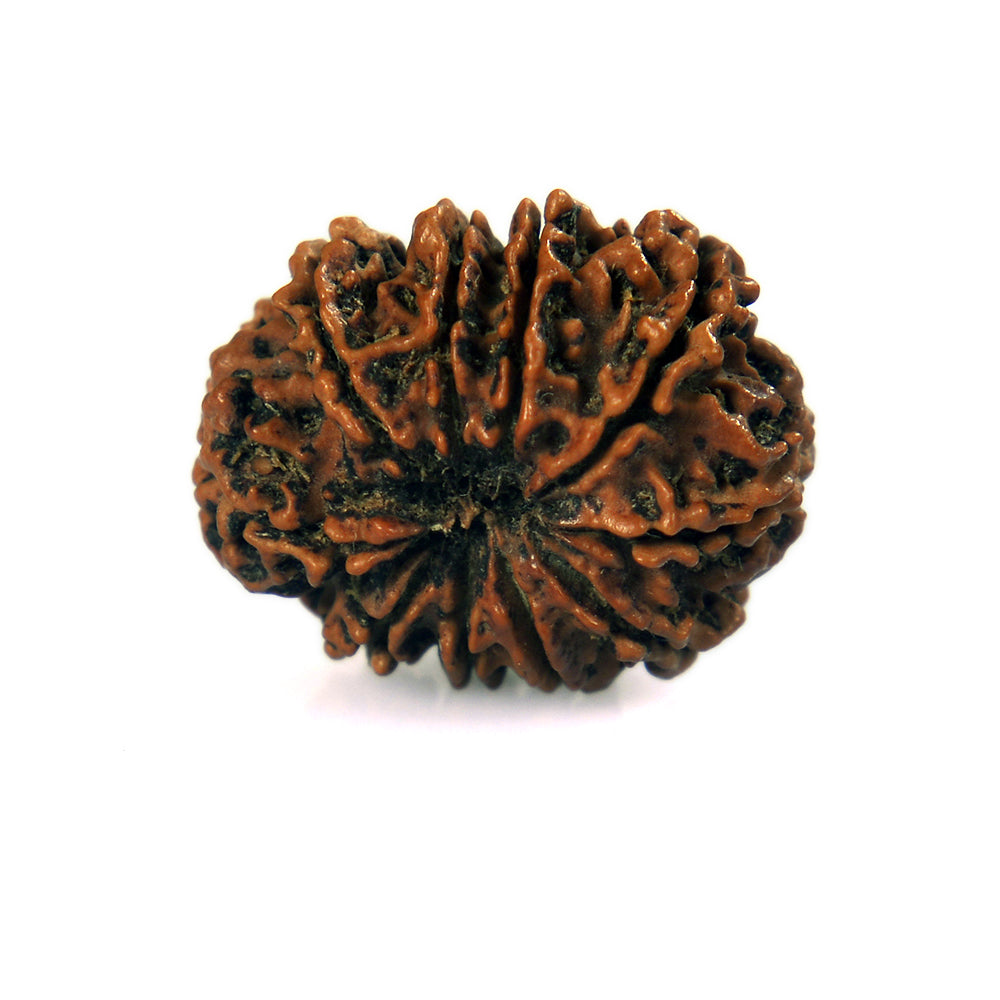 10-Mukhi