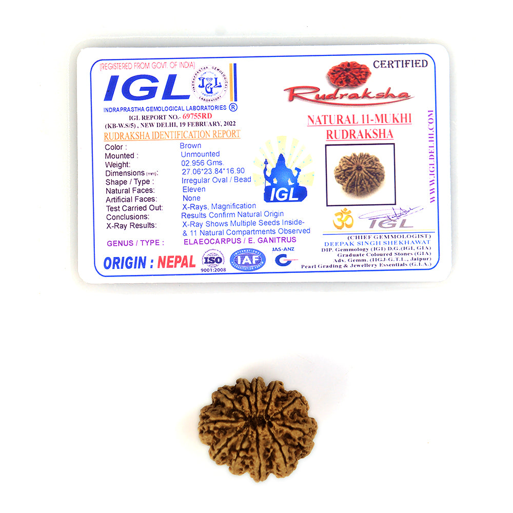 11 Mukhi