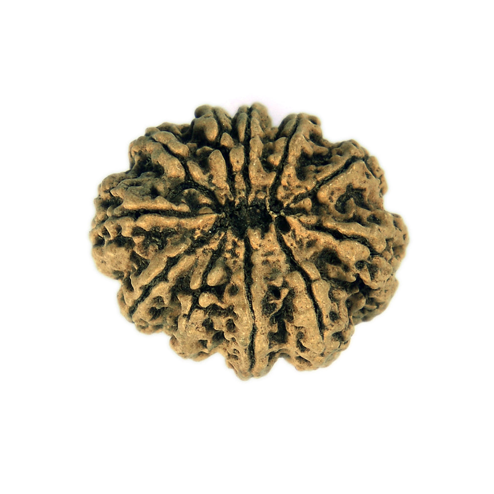 11 Mukhi