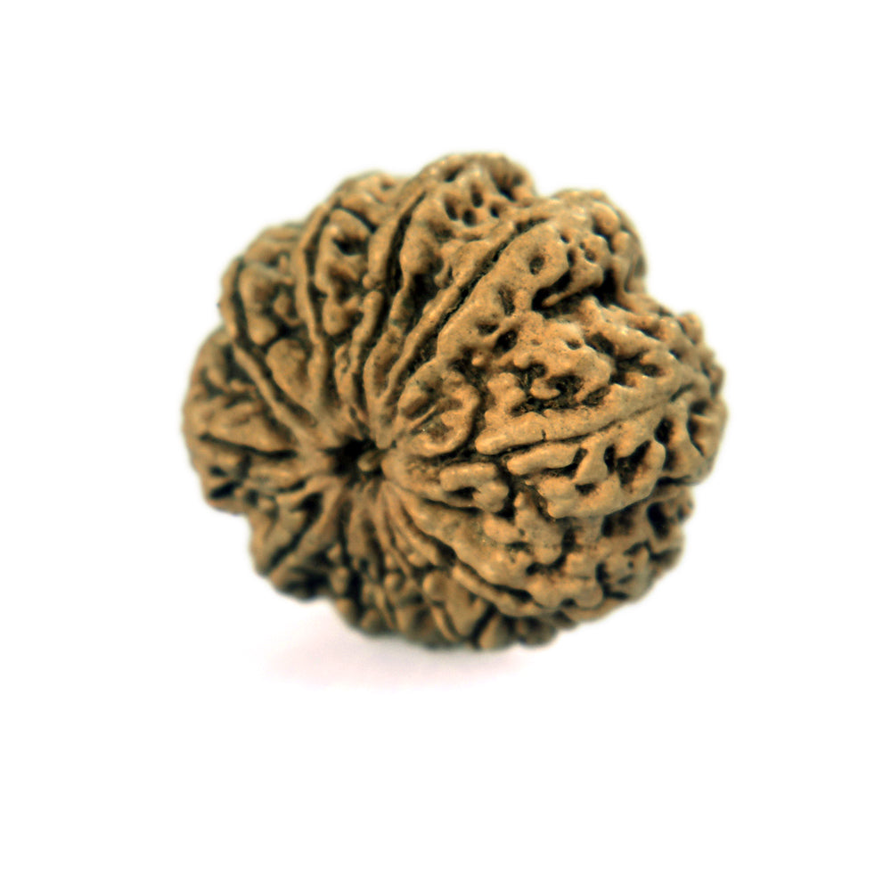 11 Mukhi