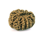 11 Mukhi