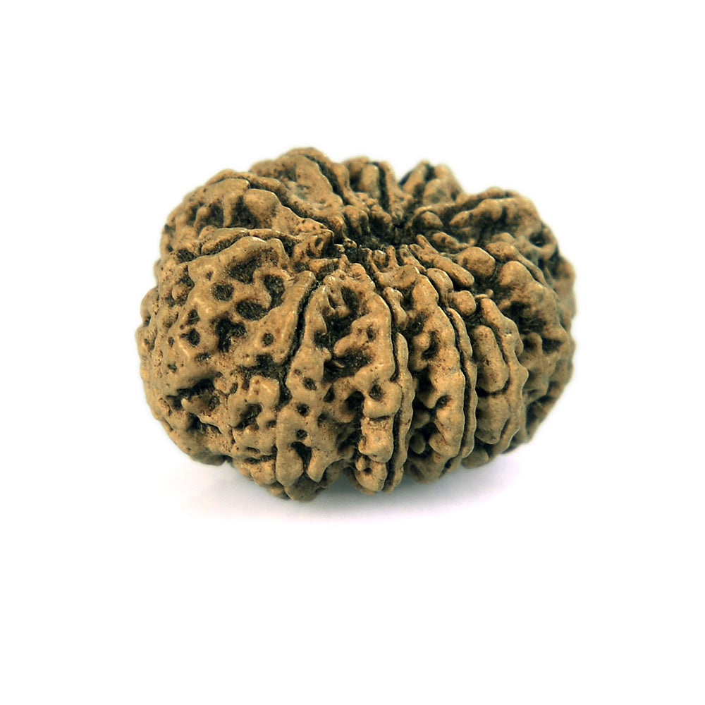 11 Mukhi