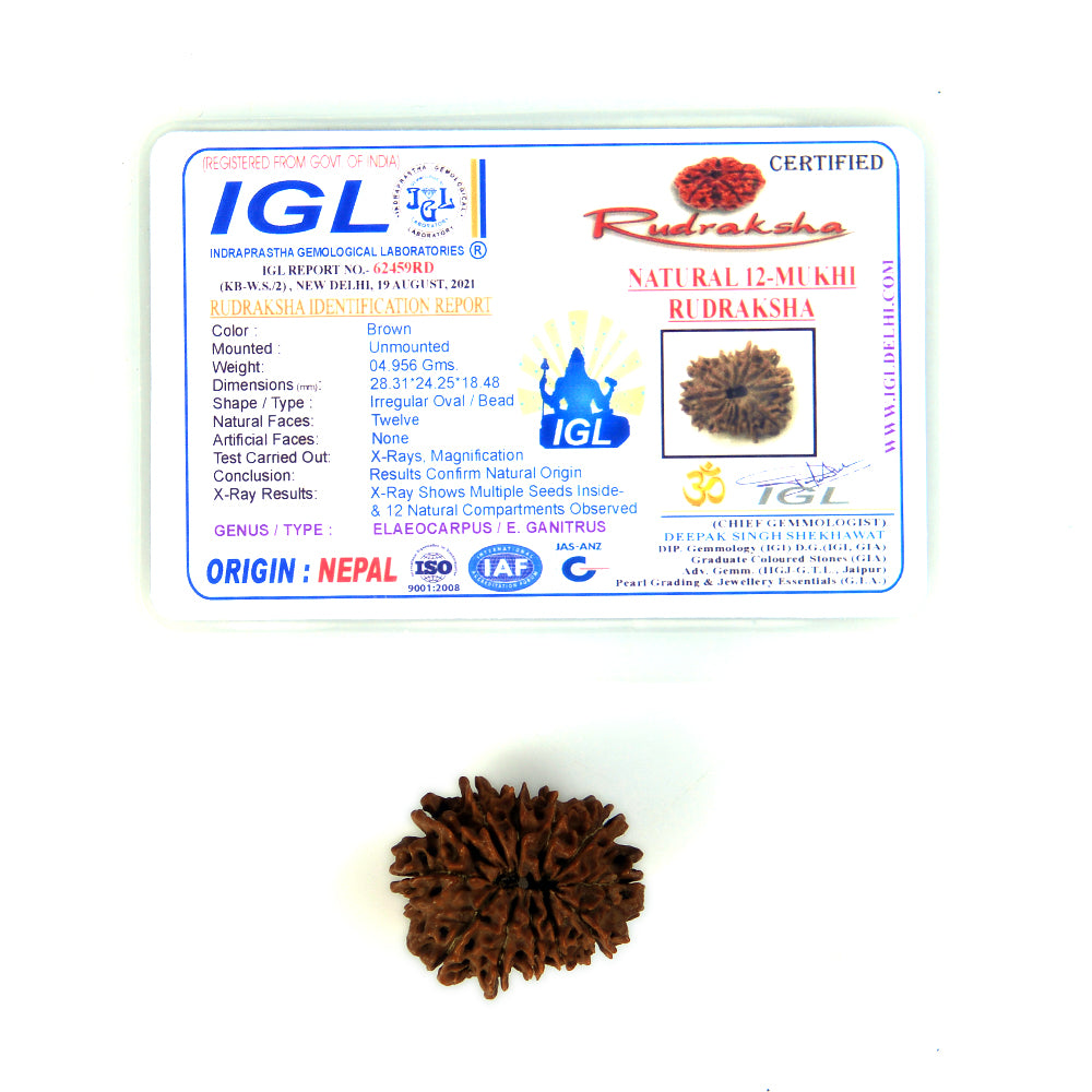 12 Mukhi