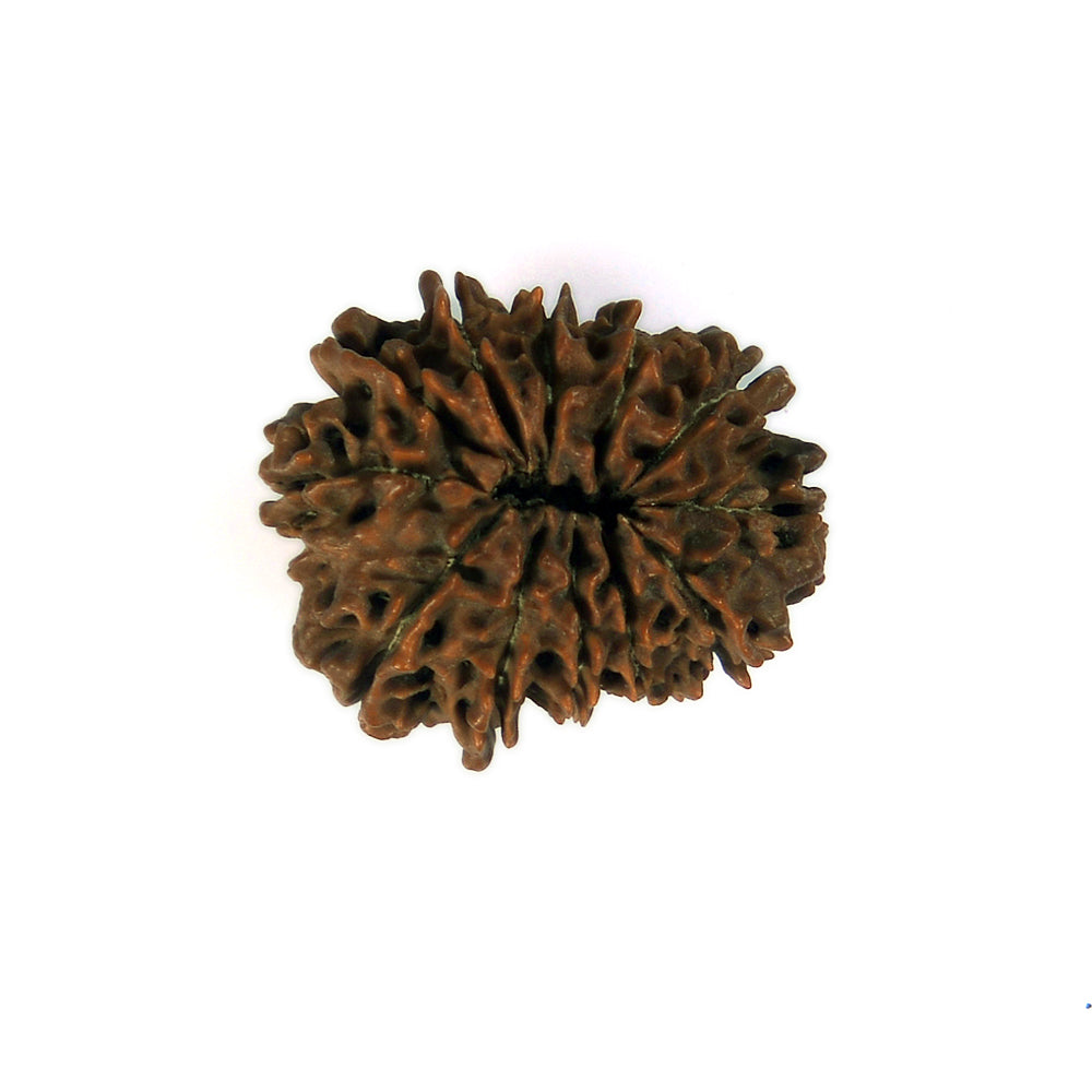 12 Mukhi