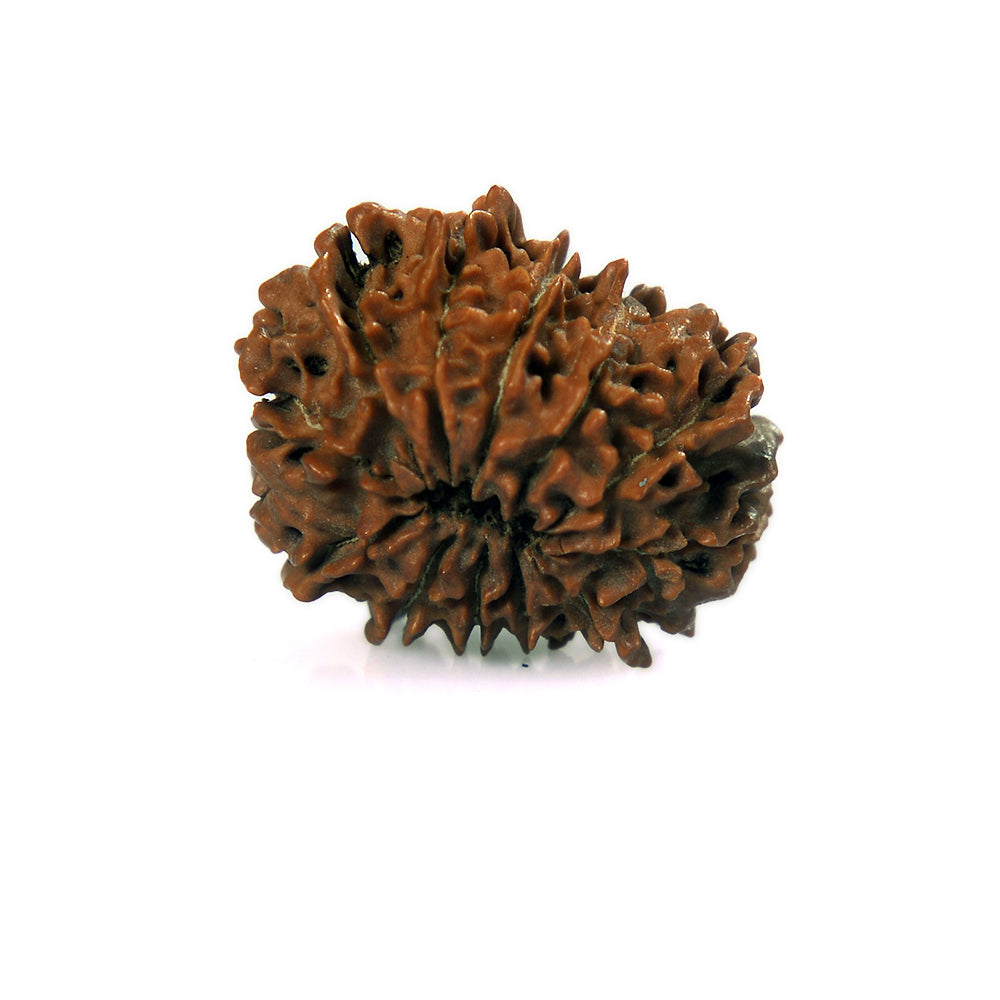 12 Mukhi