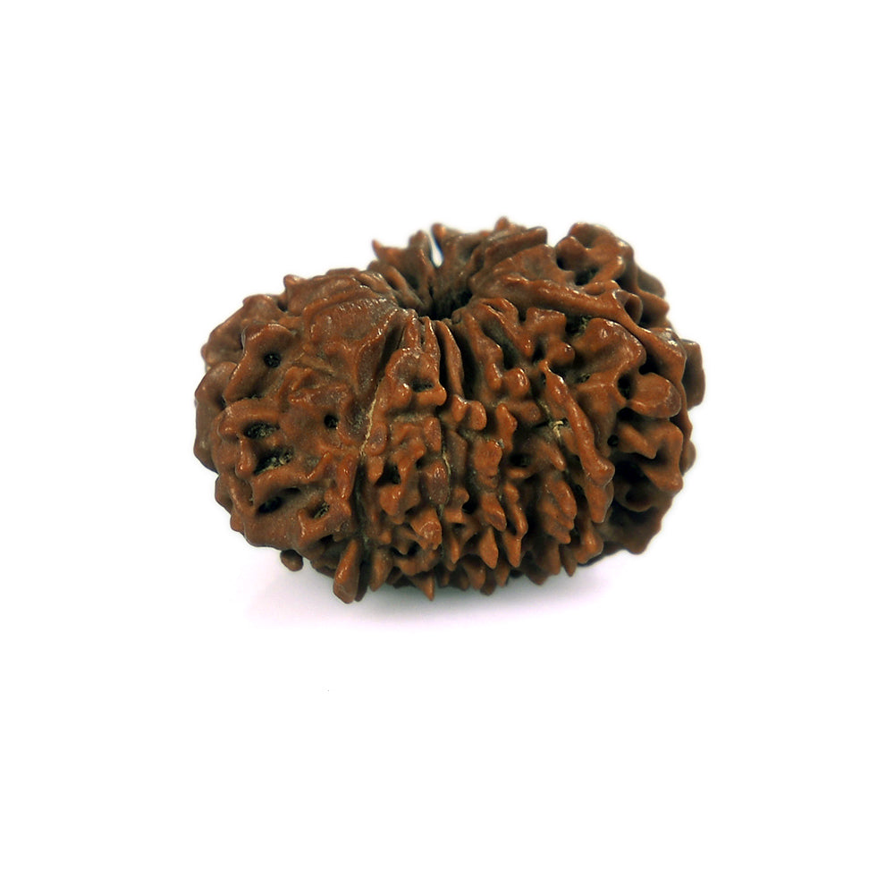 12 Mukhi
