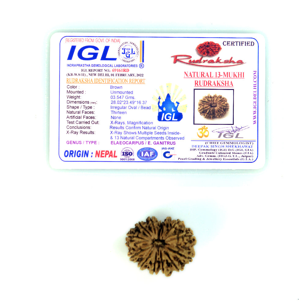 13 Mukhi