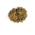 13 Mukhi