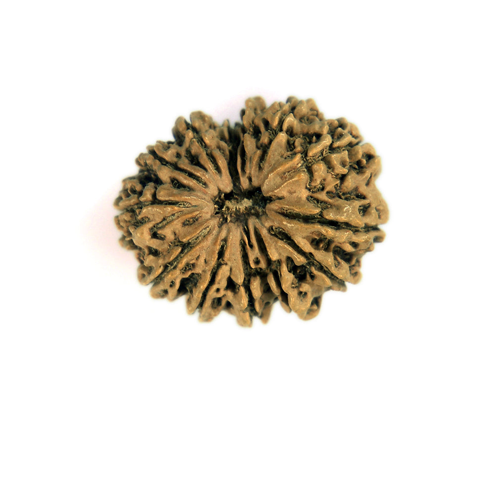 13 Mukhi