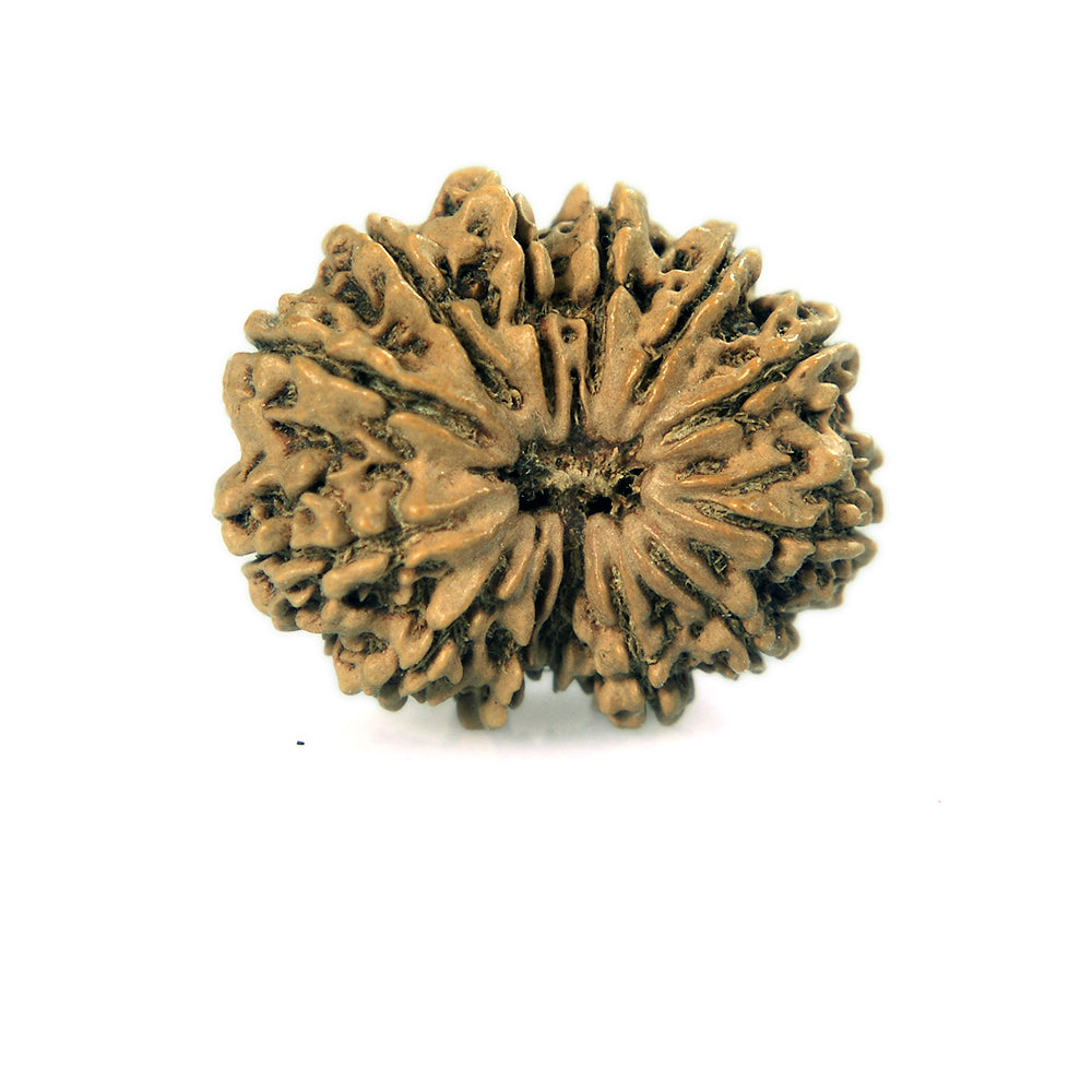 13 Mukhi