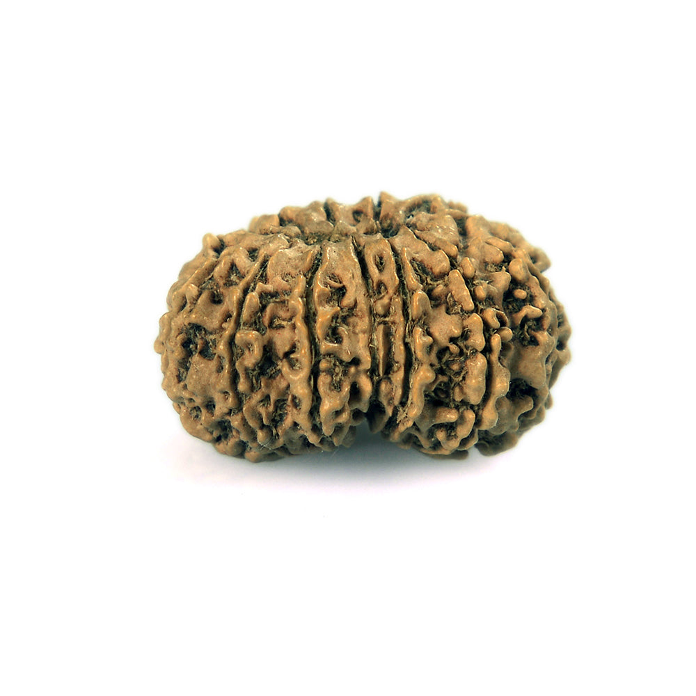 13 Mukhi