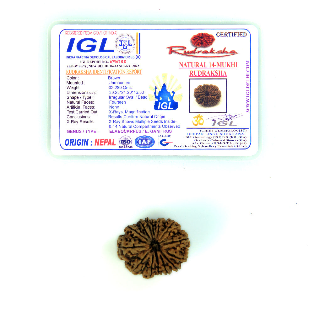 14 Mukhi