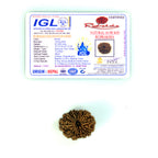 14 Mukhi