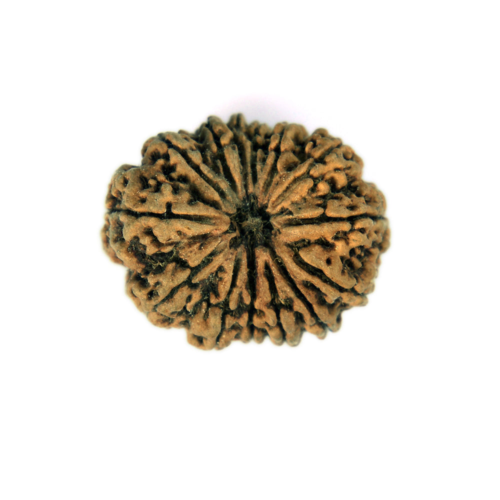 14 Mukhi
