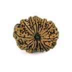 14 Mukhi