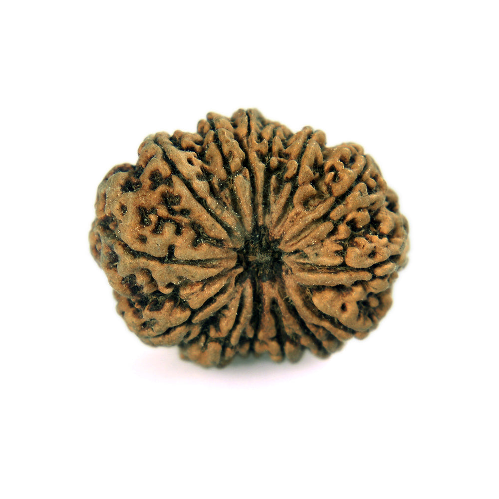 14 Mukhi