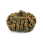 14 Mukhi