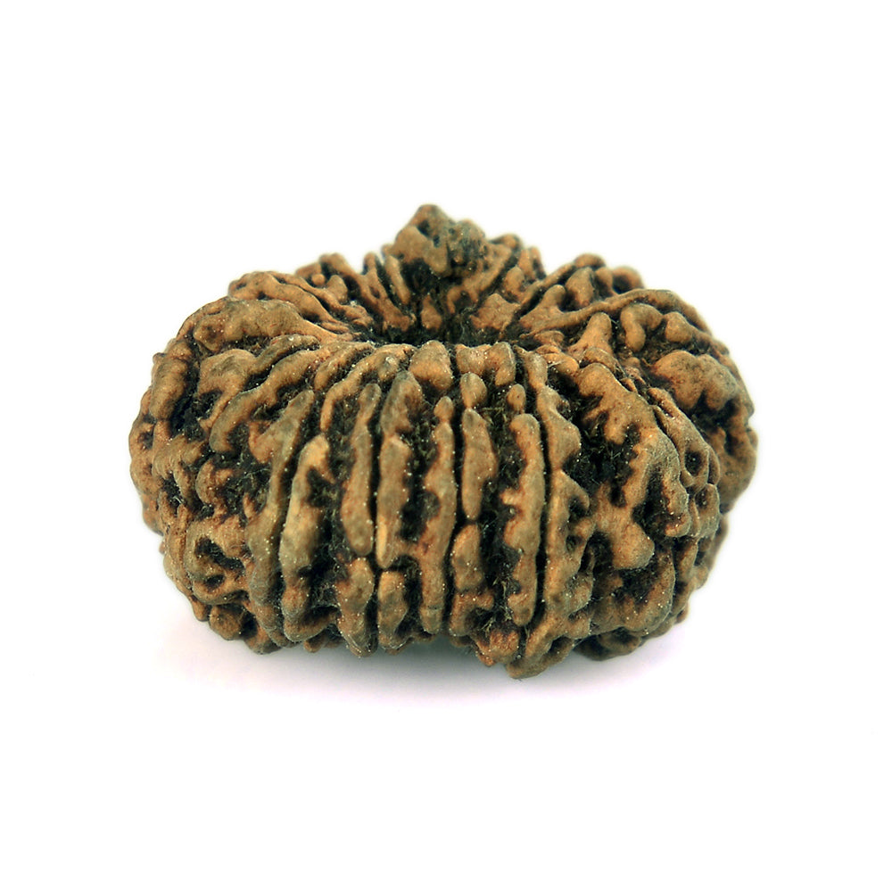 14 Mukhi