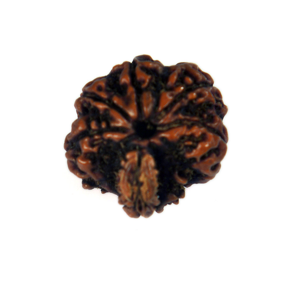 8 Mukhi Garbh Gauri