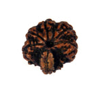 8 Mukhi Garbh Gauri