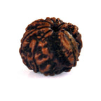 8 Mukhi Garbh Gauri