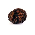 8 Mukhi Garbh Gauri