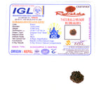 2 Mukhi