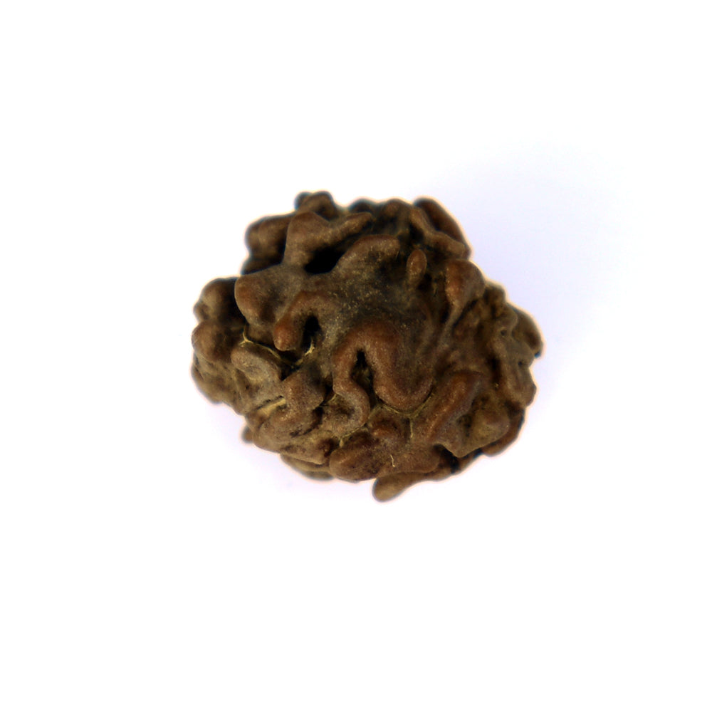 2 Mukhi
