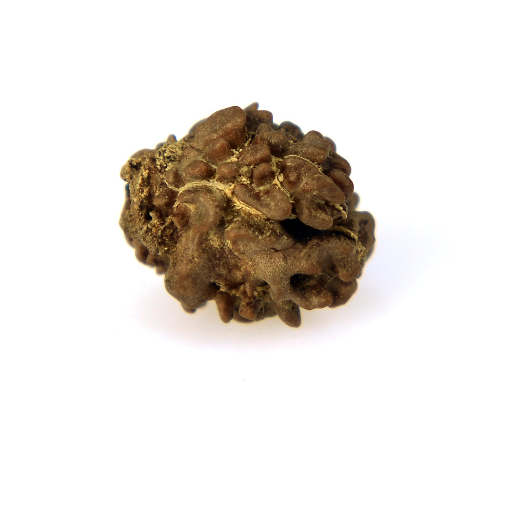 2 Mukhi