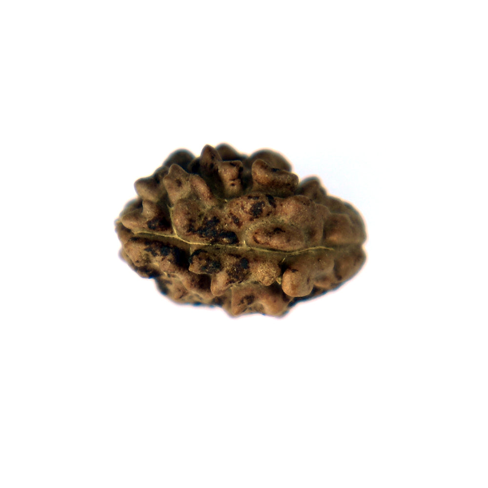 2 Mukhi