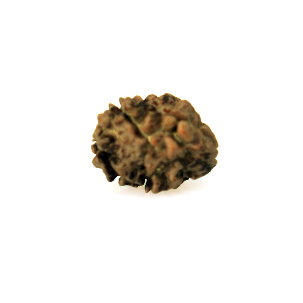 2 Mukhi