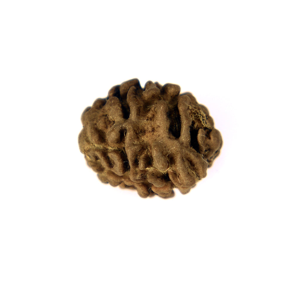 2 Mukhi