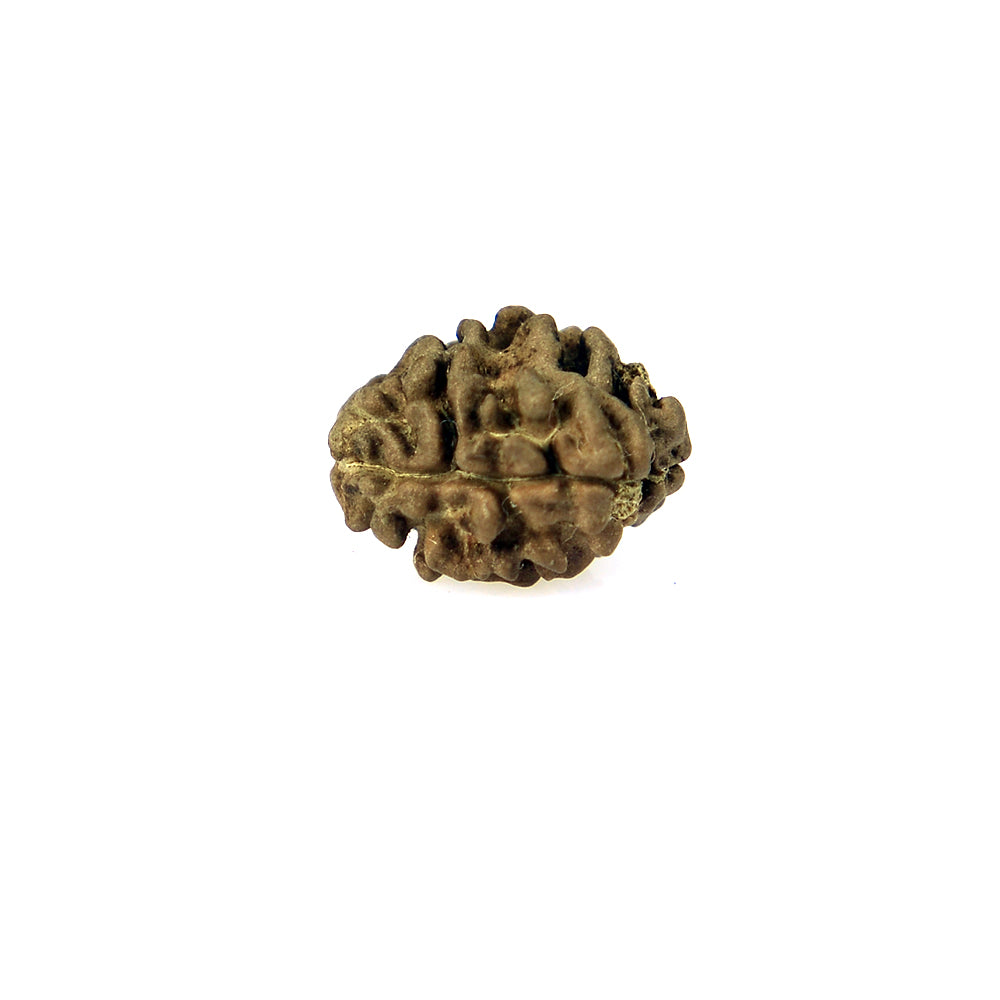 2 Mukhi