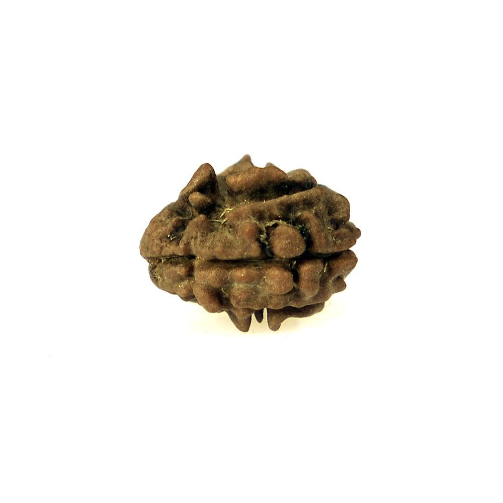 2 Mukhi
