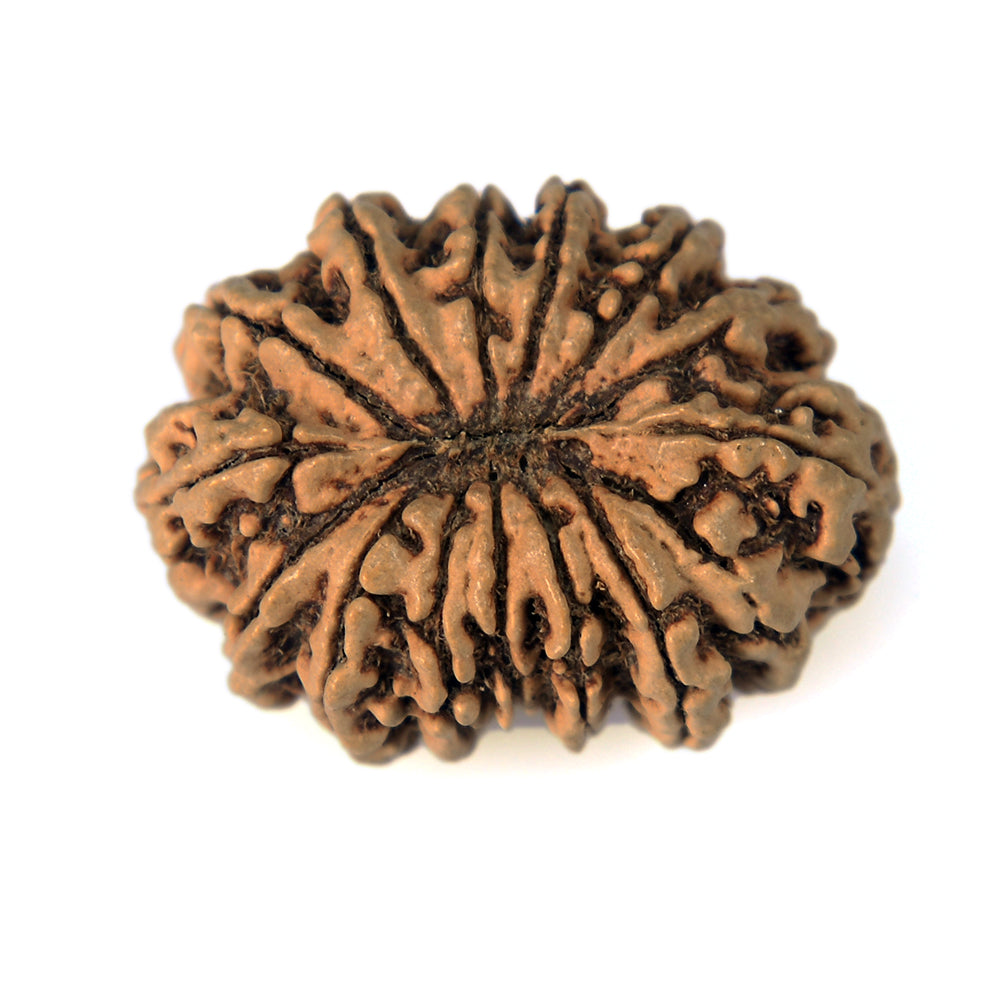 15 Mukhi